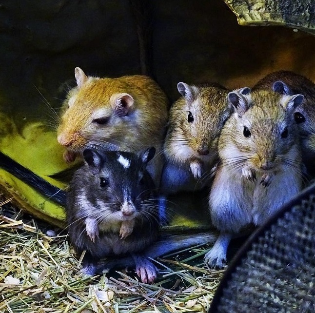 Монгольські піщанки