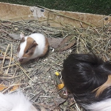 Дитинчата морської свинки