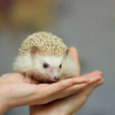 Африканський карликовий їжачок