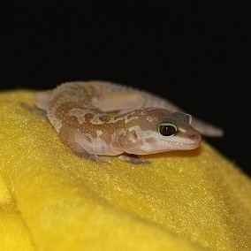 Маленький еублефар