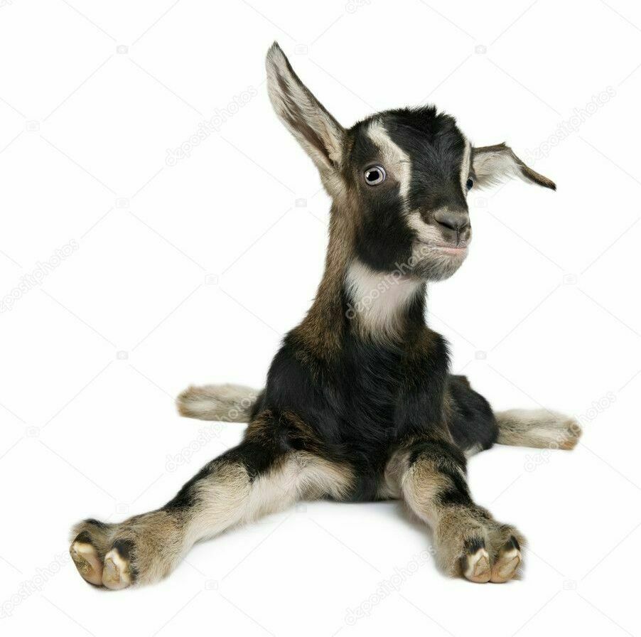 Камерунська карликова кізочка