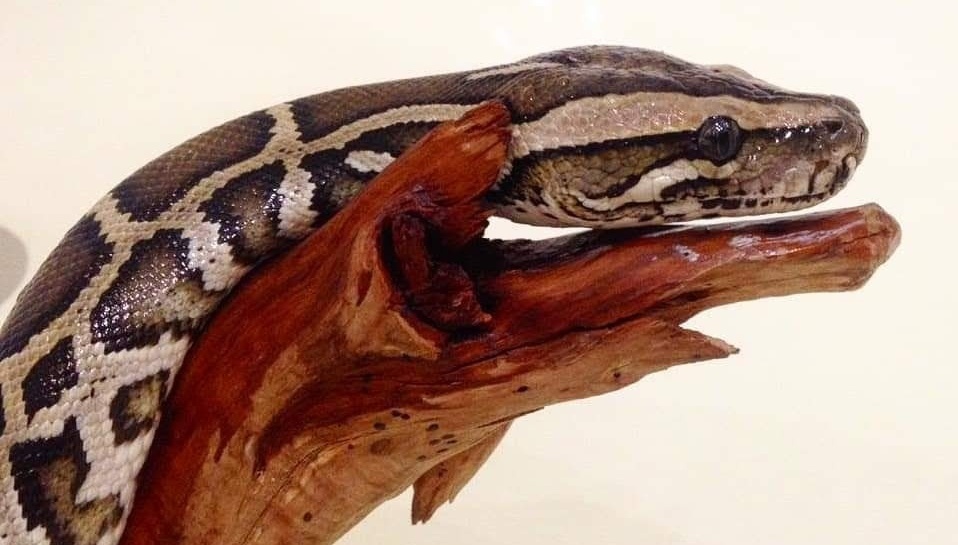 Тигровый питон