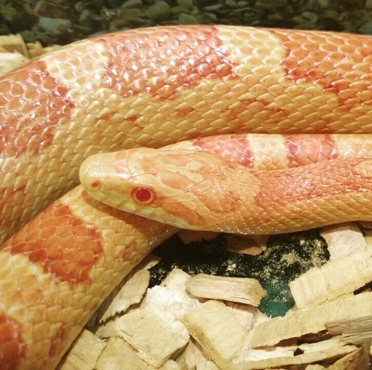 Маісовий полоз