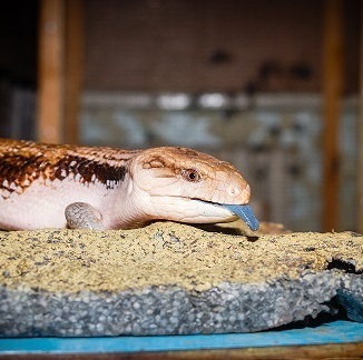 Синьоязикий сцинк