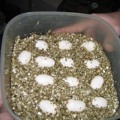 Яйця бородатої агами