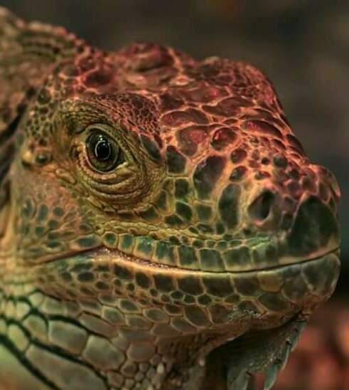 Зеленая игуана