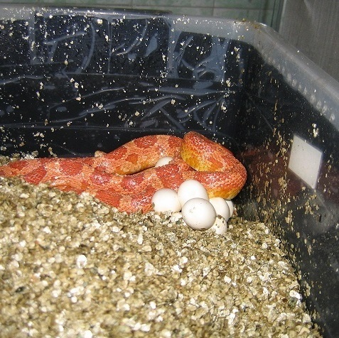 Яйця маїсового полозу