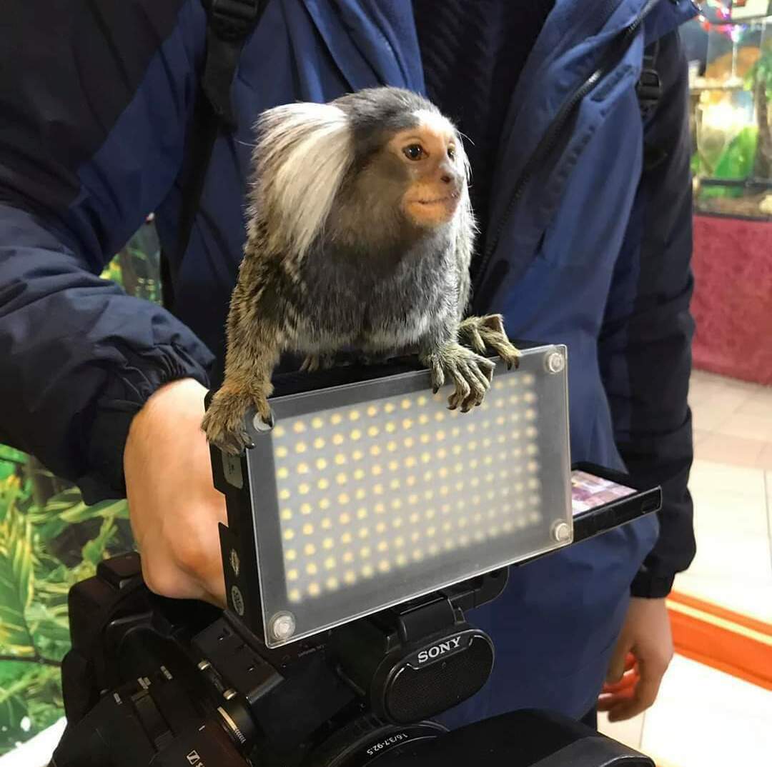 Біловухі ігрунки