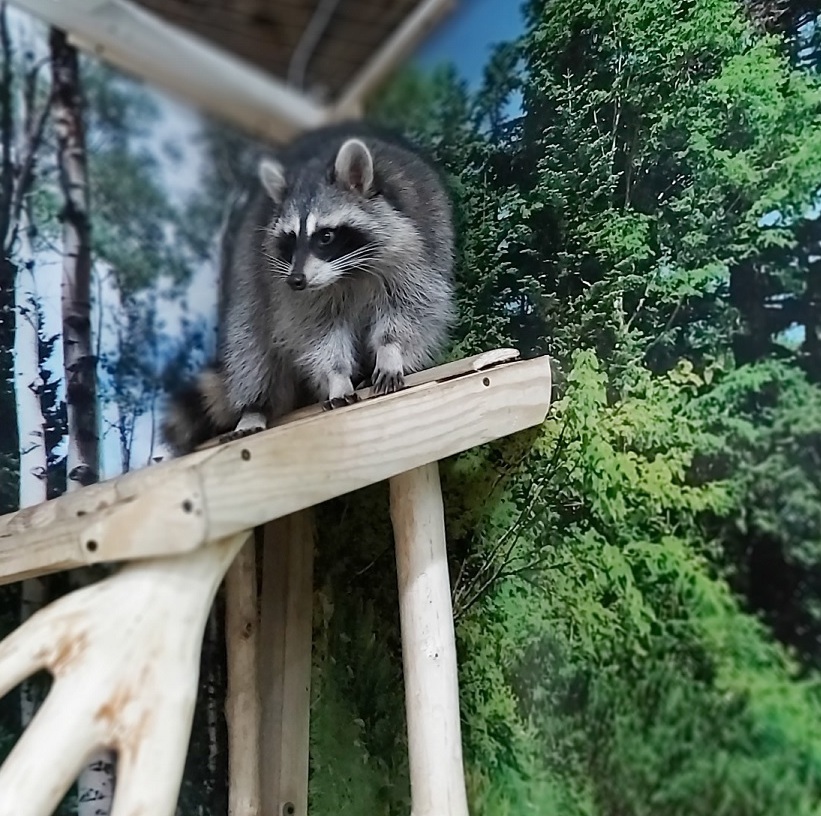 Єнот полоскун