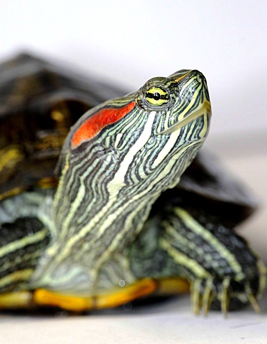 Красноухая черепаха