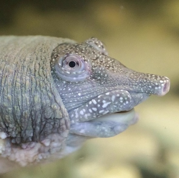 М'якотіла черепаха