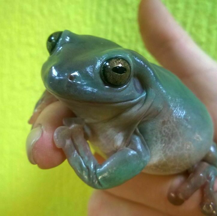 Австралійська квакша