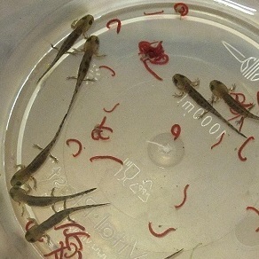 Личинки саламандр