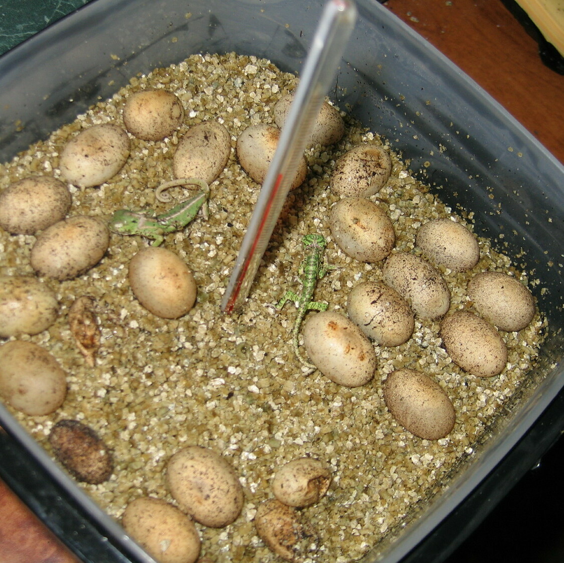 Вилуплення хамелеонів