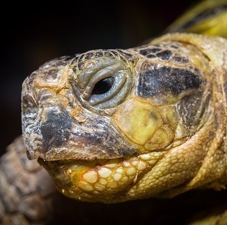 Сухопутна черепаха