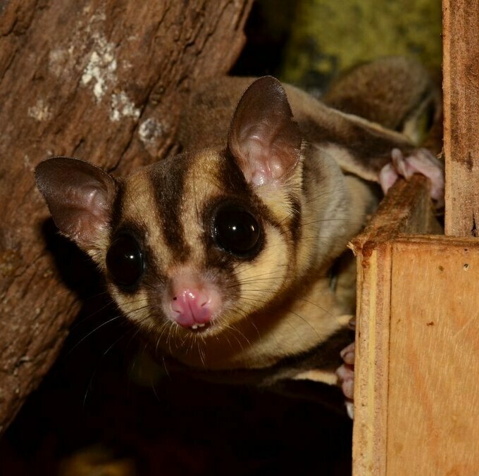 Цукровий поссум