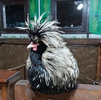 Декоративний півень