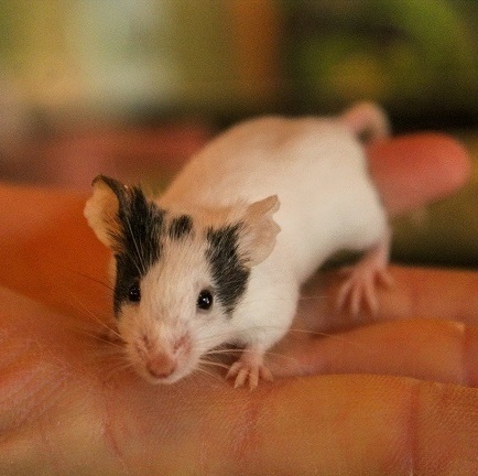Японська карликова мишка