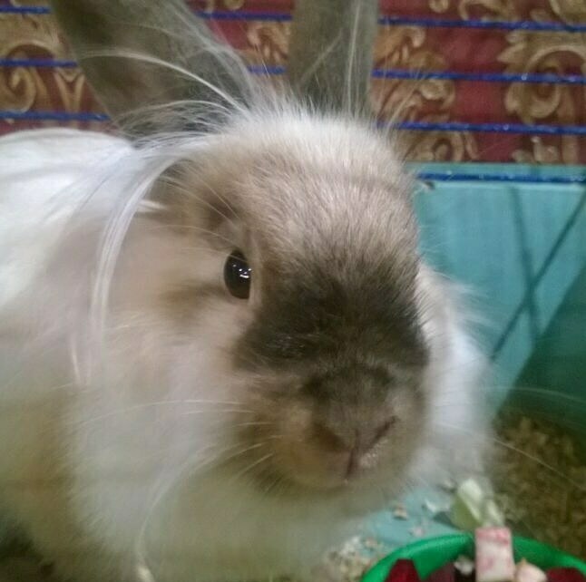 Декоративний кролик