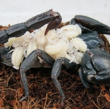  Діти скорпіона