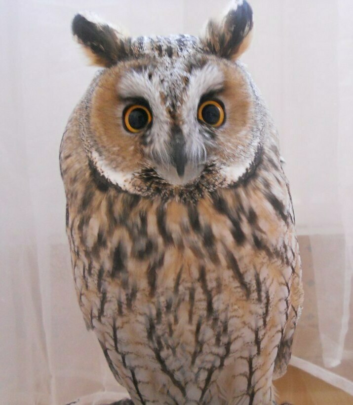 Ушастая сова
