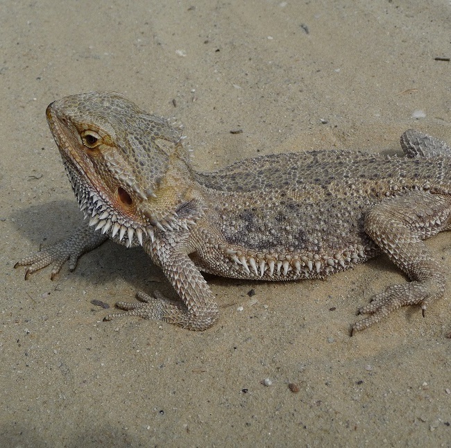 Бородата агама