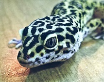 Екзотичні тварини