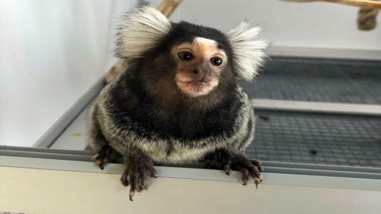 Тварини - компаньйони