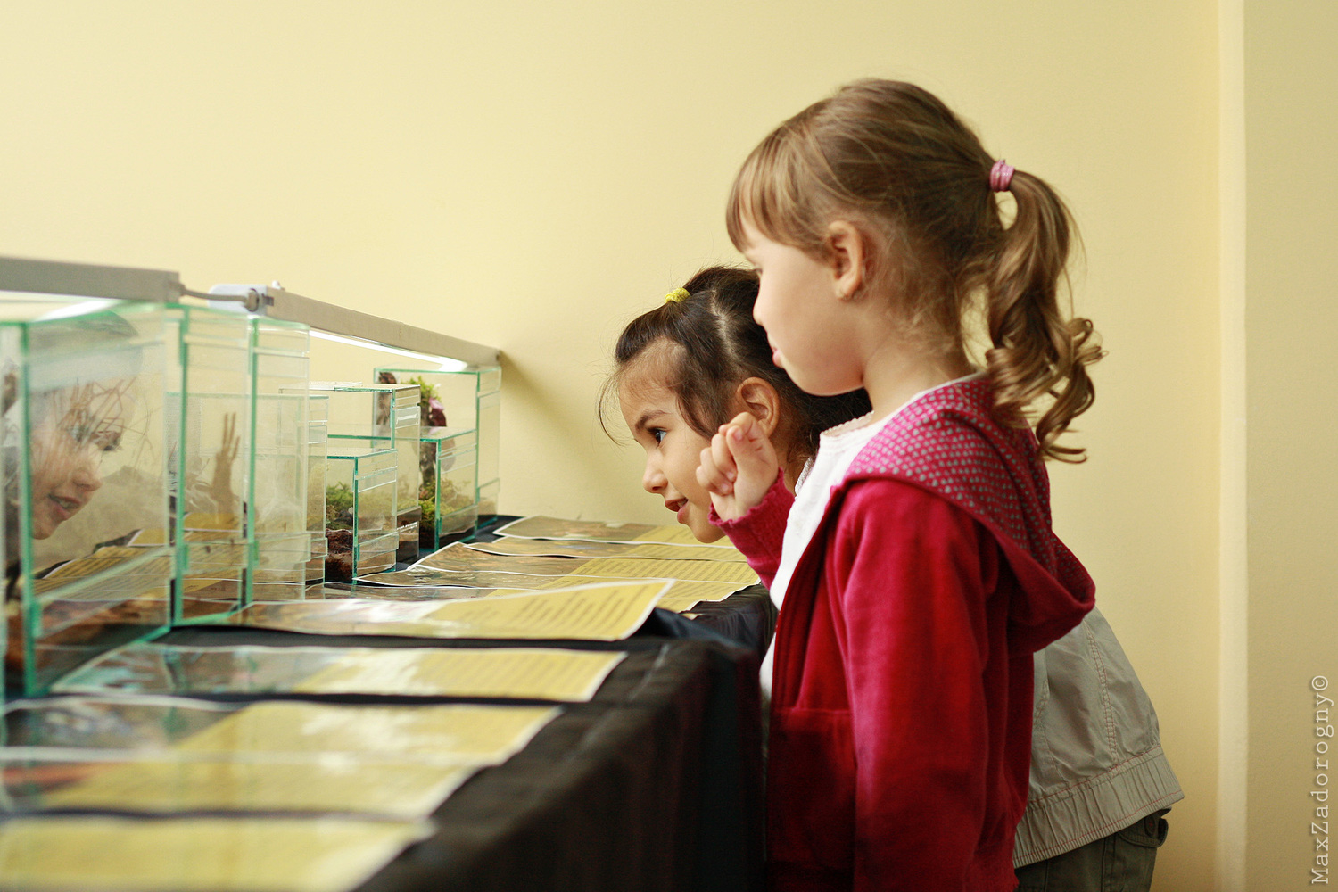 <span style="font-weight: bold;">Безкоштовні заняття для дітей у гуртку "Юний еколог"</span><br>