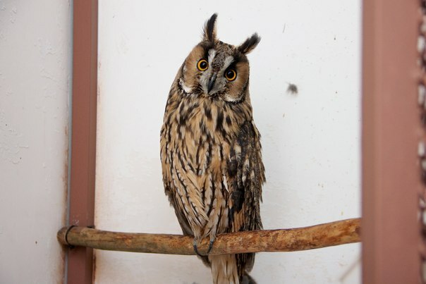 <span style="font-weight: bold;">Допомога тваринам</span><br>